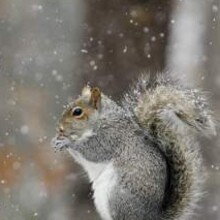 Squirrel Photography